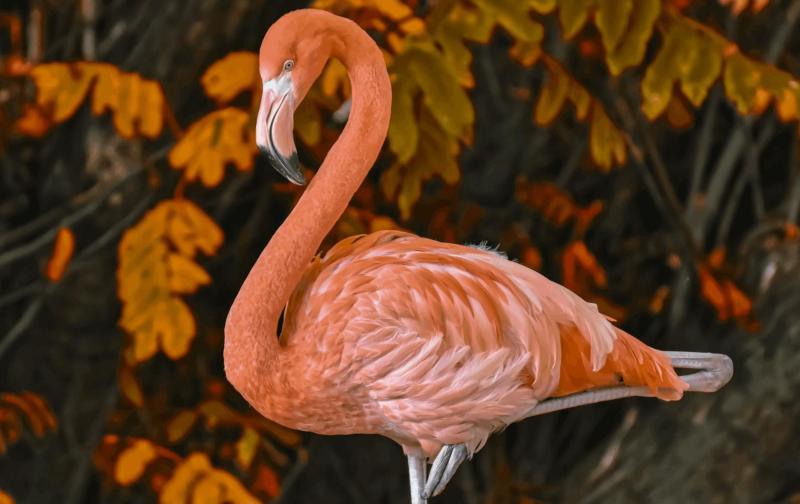 A flamingo against a backdrop of leaves.